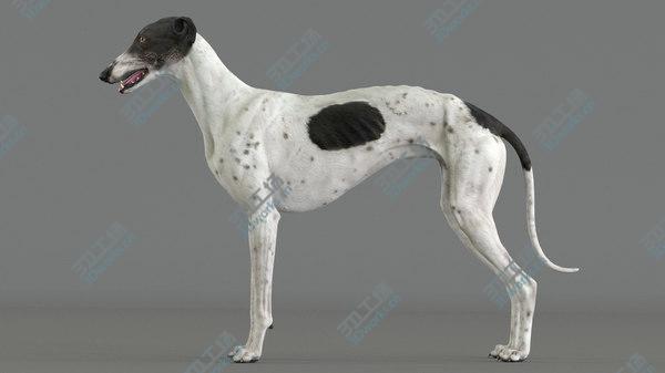 images/goods_img/20210312/3D model Greyhound (4)/5.jpg